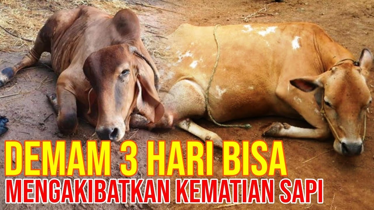 
                                 Penyakit-Demam-Sapi-BEF-Gejala-Penyebab-Dan-Obatnya